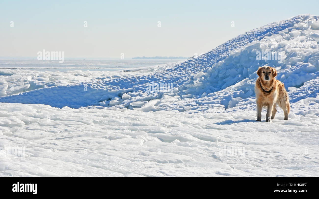 Labrador and frozen sea with ice blocks in background Stock Photo Alamy