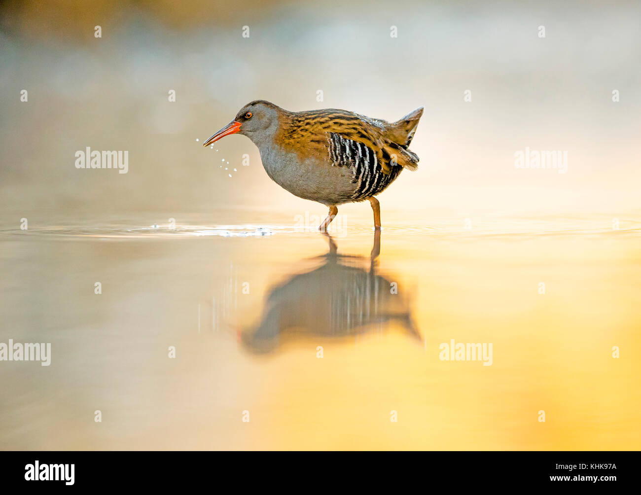 Water rails wading in open water in the early morning sunrise Stock