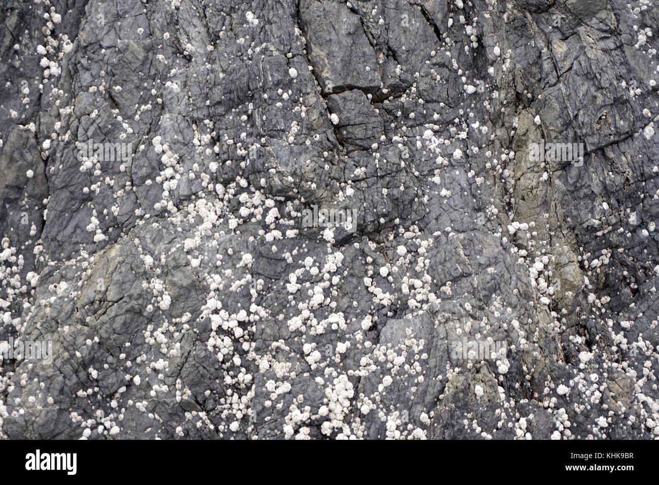 Barnacles on Rock - Ucluelet, BC Stock Photo