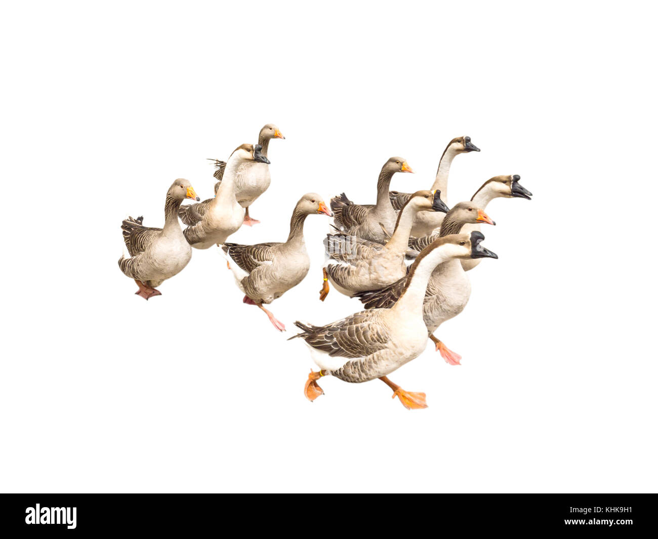 Flock of running geese isolated on white Stock Photo