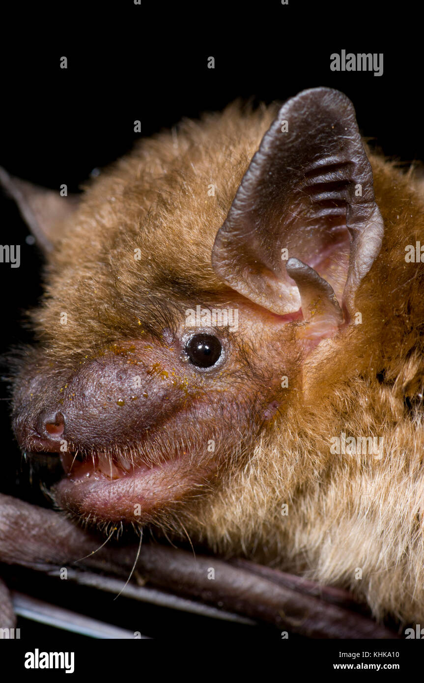 Little Brown Bat (Myotis lucifugus), Organization for Bat Conservation ...