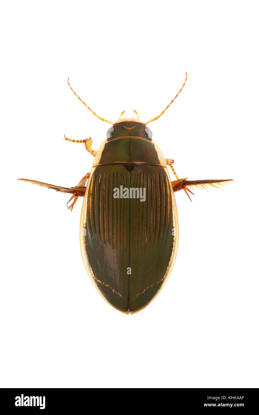 Diving Beetle (Dytiscus dimidiatus) female, Herkenbosch, Netherlands