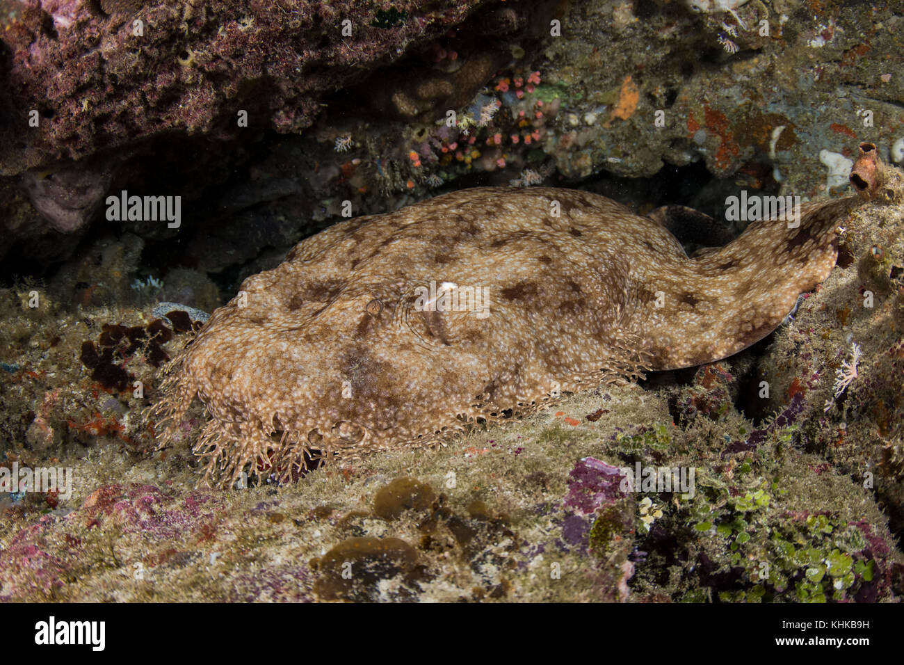 Tassled Wobbegon (Eucrossorhinus dasypogon) camouflaged in coral reef, Raja Ampat Islands, Indonesia Stock Photo