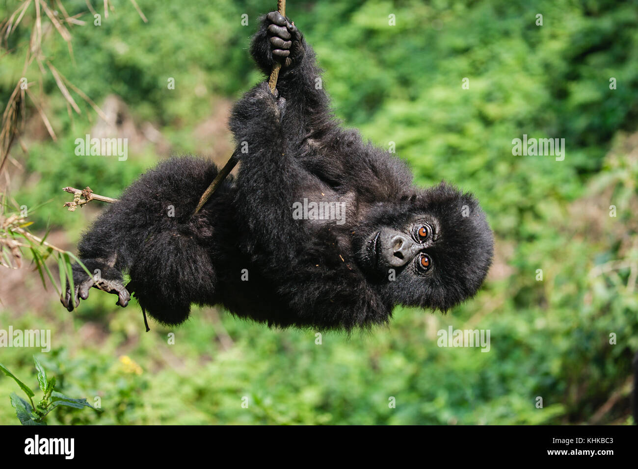 Mountain Gorilla (Gorilla gorilla beringei) young hanging, Volcanoes