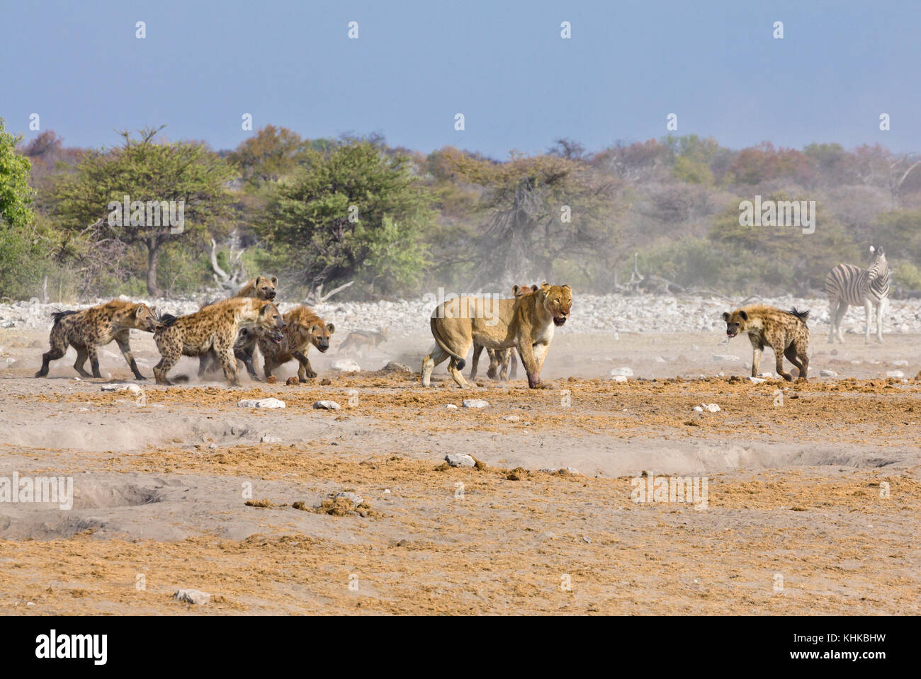 African Lion (Panthera leo) female being attacked by Spotted Hyenas