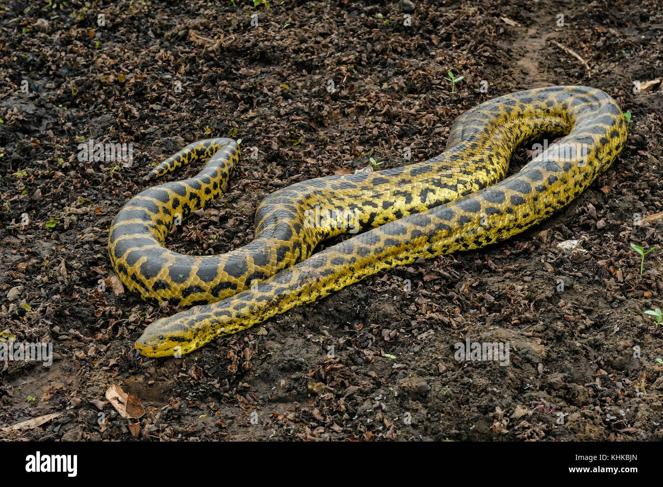 Yellow Anaconda (Eunectes notaeus), Pantanal, Mato Grosso, Brazil Stock
