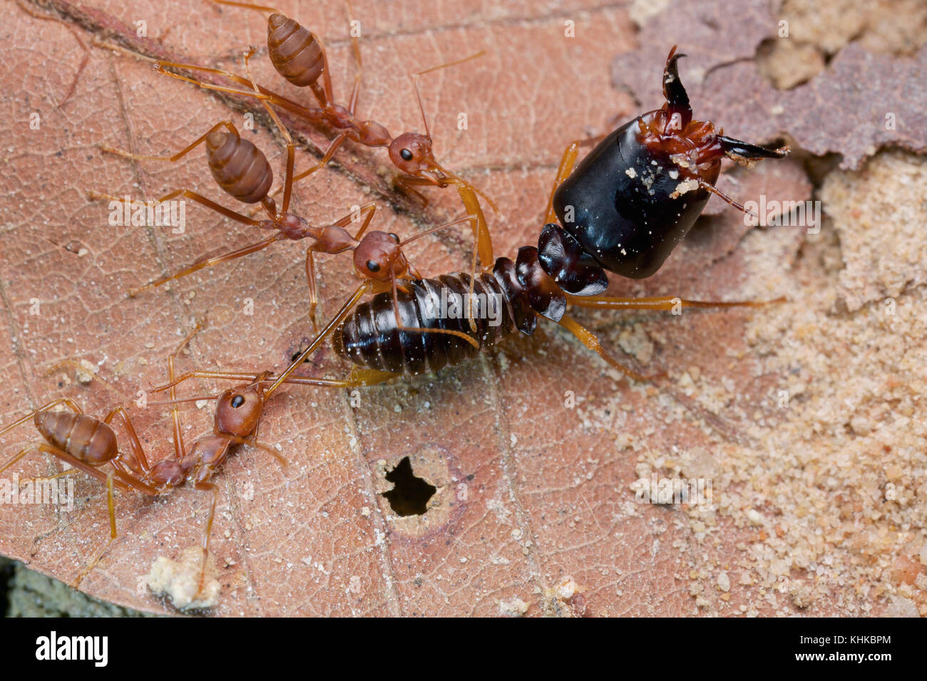 Green Tree Ant (Oecophylla smaragdina) group attacking Termite