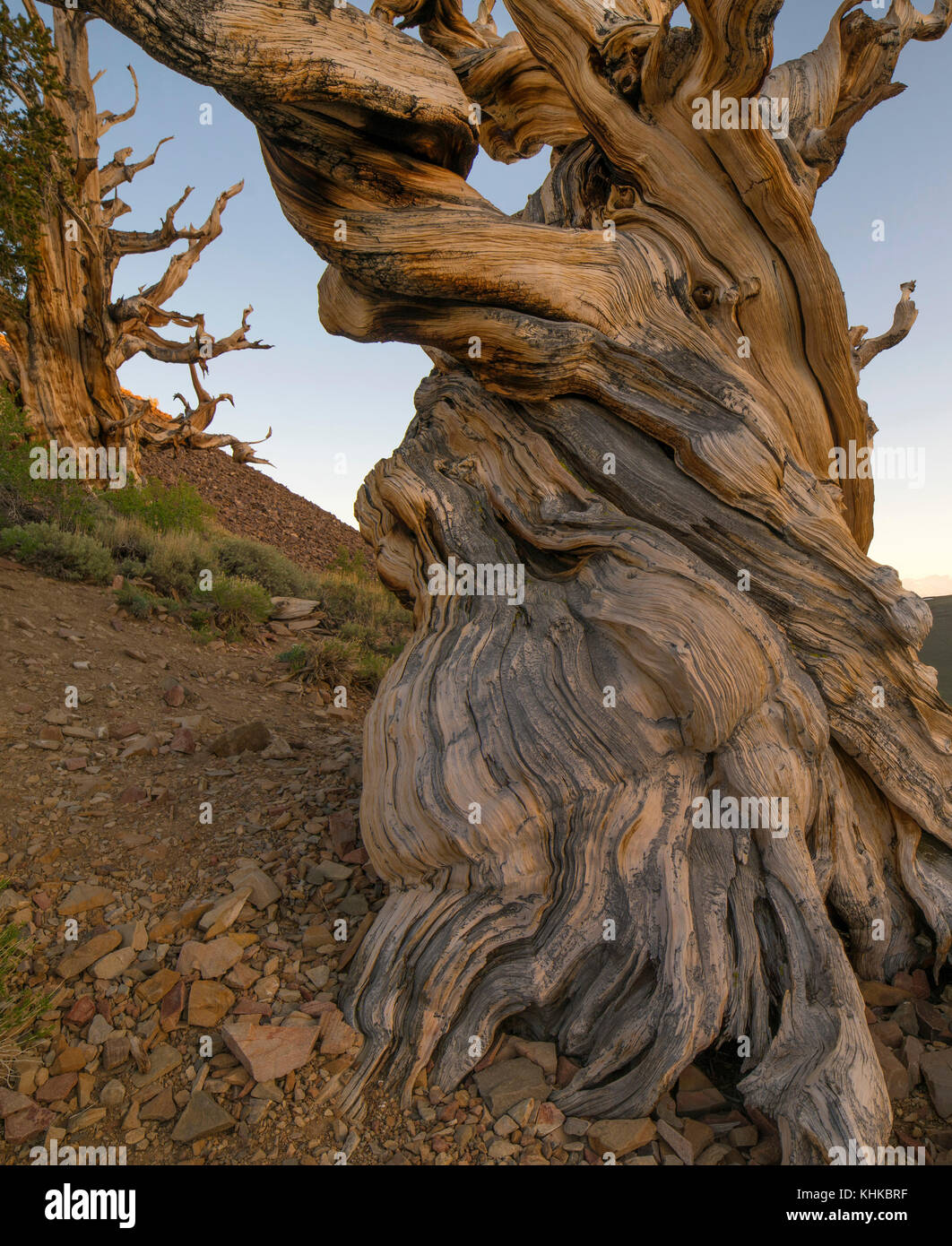 Great Basin Bristlecone Pine (Pinus longaeva) trees, Inyo National Forest, California Stock Photo