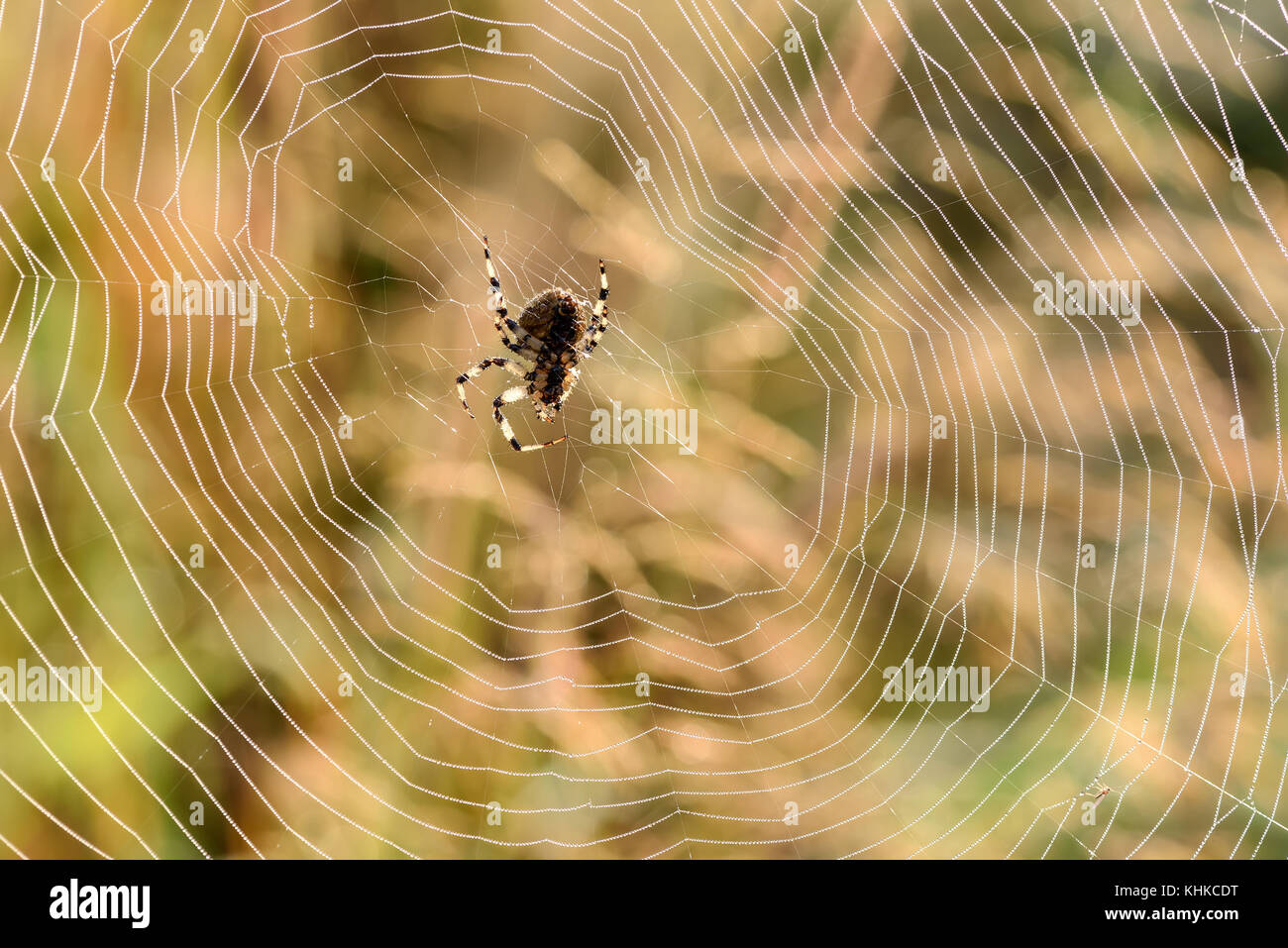 Insect spider sits in a web closeup on blurred background of the grass ...