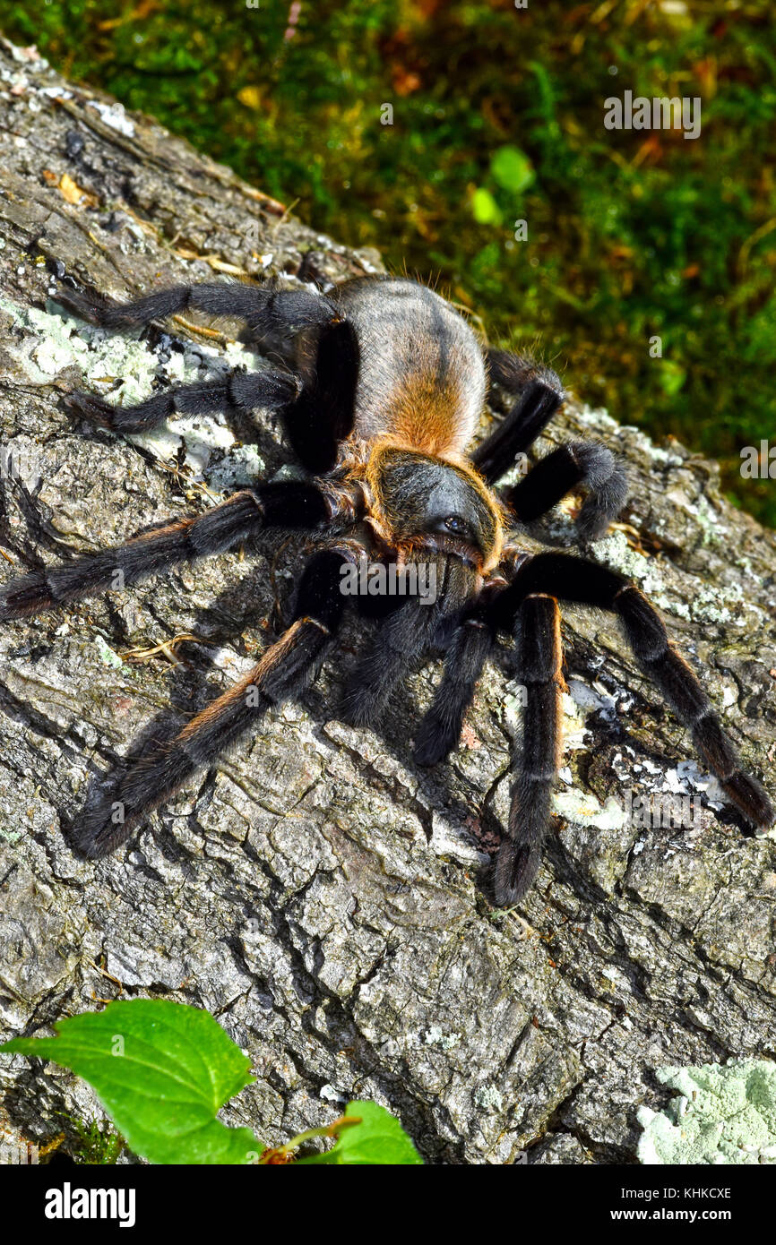 Thai Golden Fringe tarantula (Ornithoctonus aureotibialis) Stock Photo