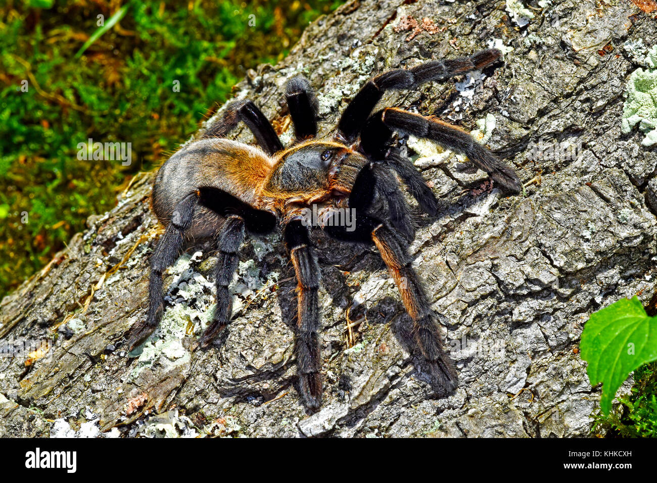 Thai Golden Fringe tarantula (Ornithoctonus aureotibialis) Stock Photo