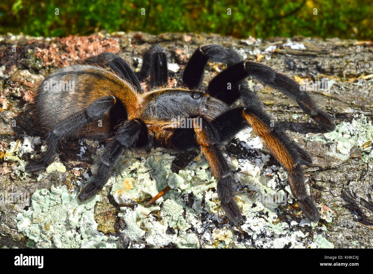 Thai Golden Fringe tarantula (Ornithoctonus aureotibialis) Stock Photo