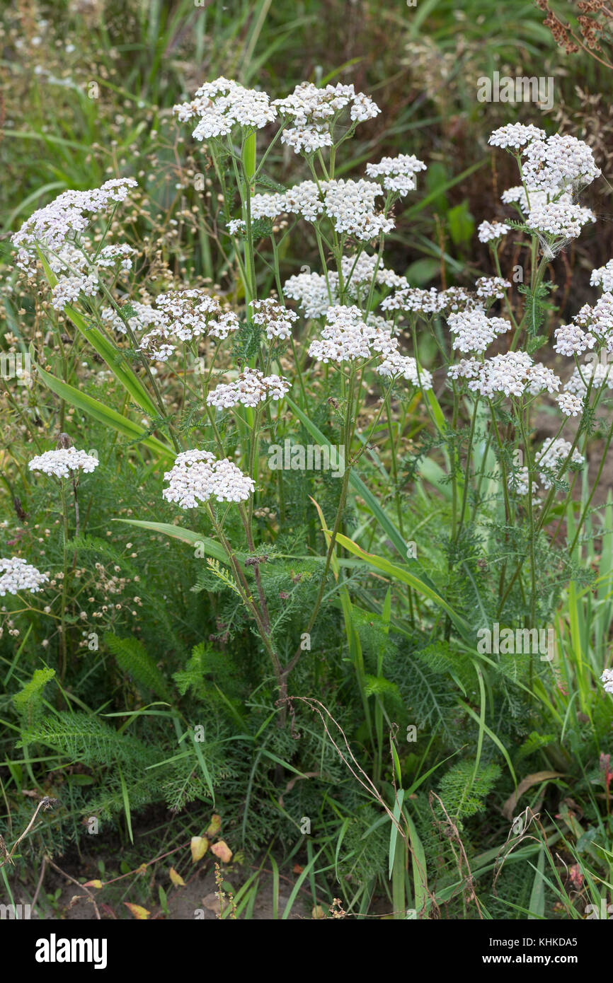 Schafgarbe, Gewöhnliche Schafgarbe, Wiesen-Schafgarbe, Schafgabe, Achillea millefolium, yarrow, Common Yarrow, Achillée millefeuille, la Millefeuille Stock Photo