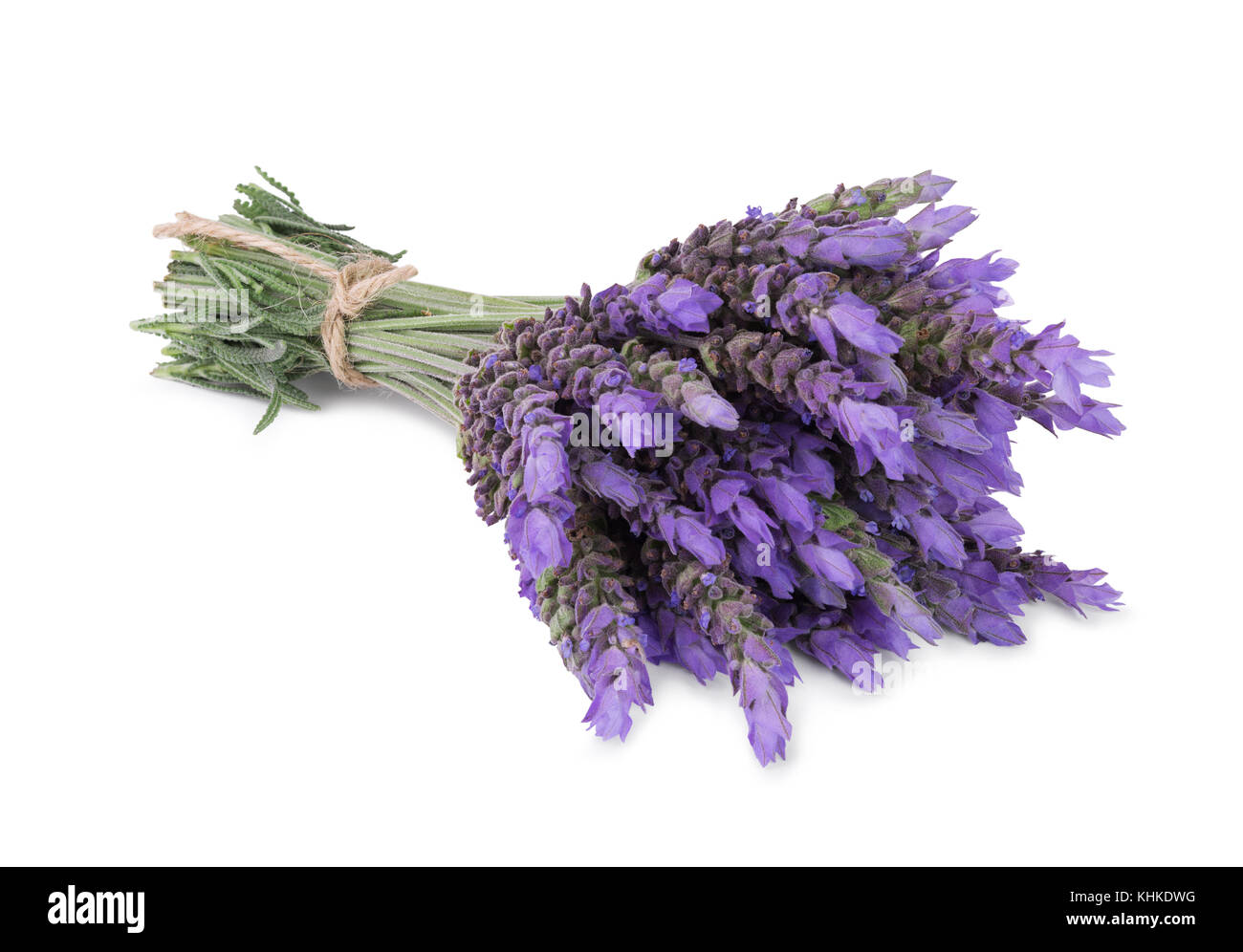 bundle of lavender flowers isolated on white background Stock Photo - Alamy