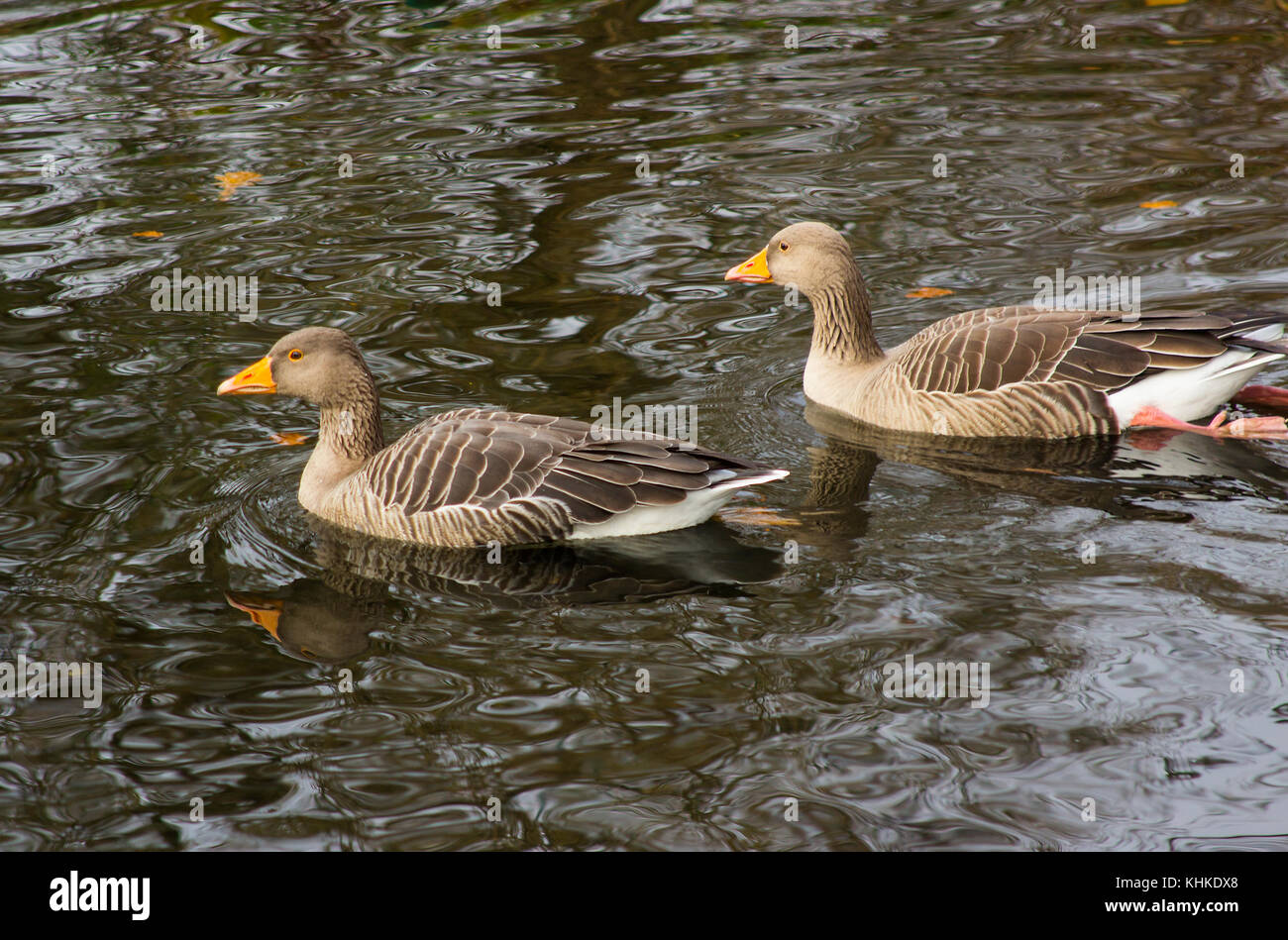 A pair of ducks swimming in the pond and wildlife sanctuary in Ward park in Bangor County down in Northern Ireland Stock Photo