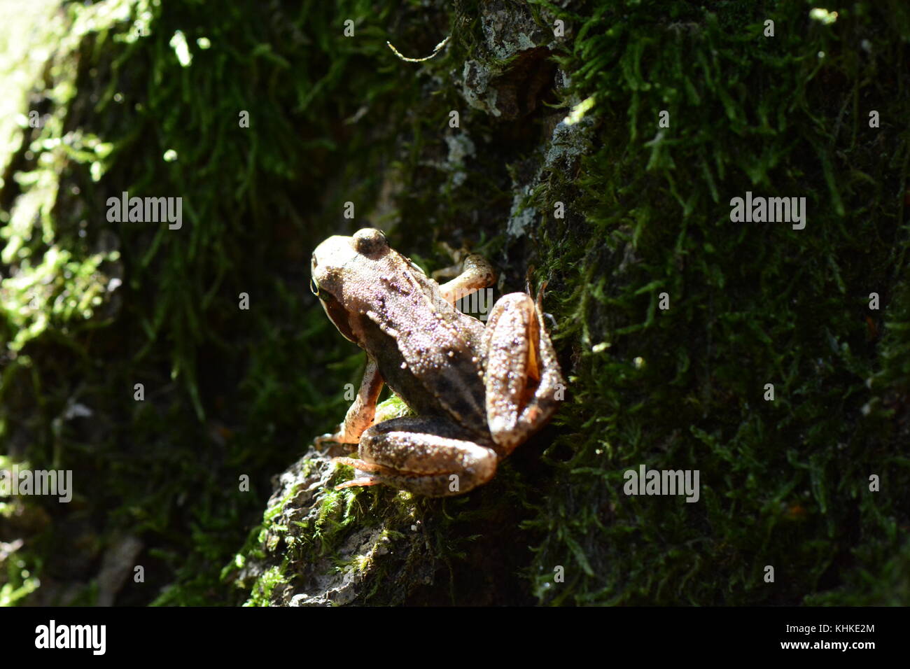 Common european frog on moss Stock Photo