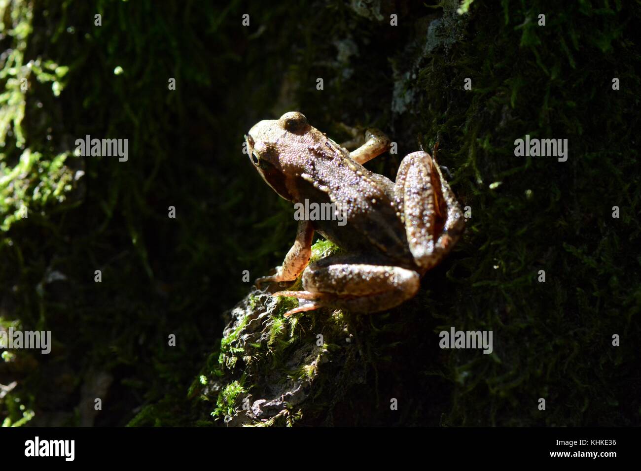Common european frog on moss Stock Photo