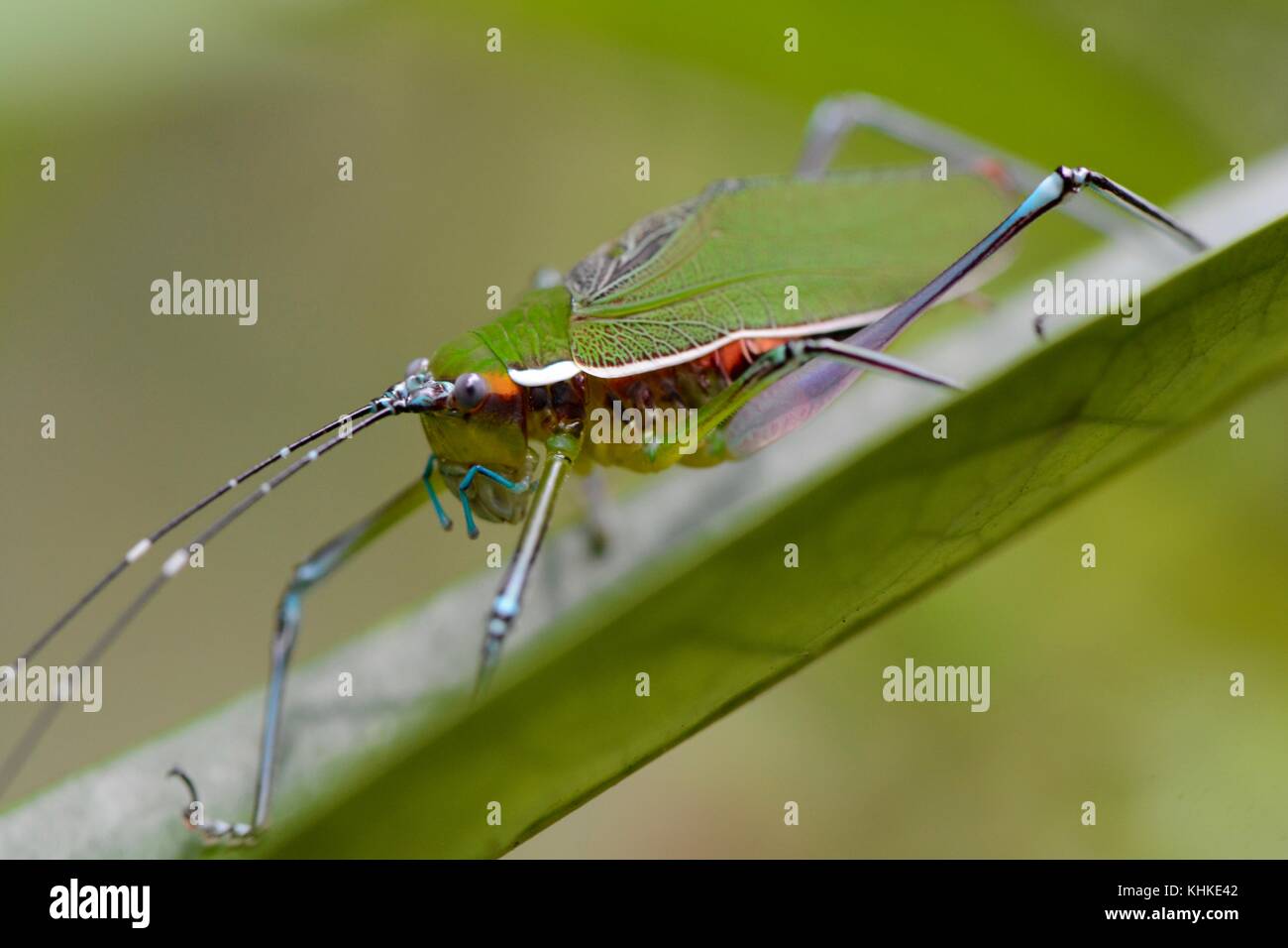 Colourful predatory katydid scambophyllum Stock Photo