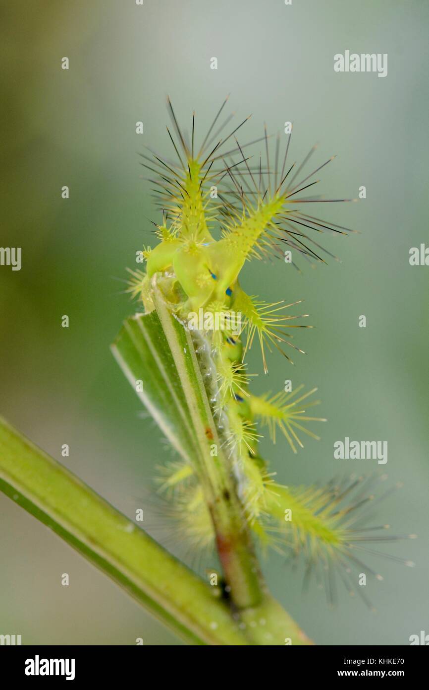 Stinging slug caterpillar from Borneo Stock Photo