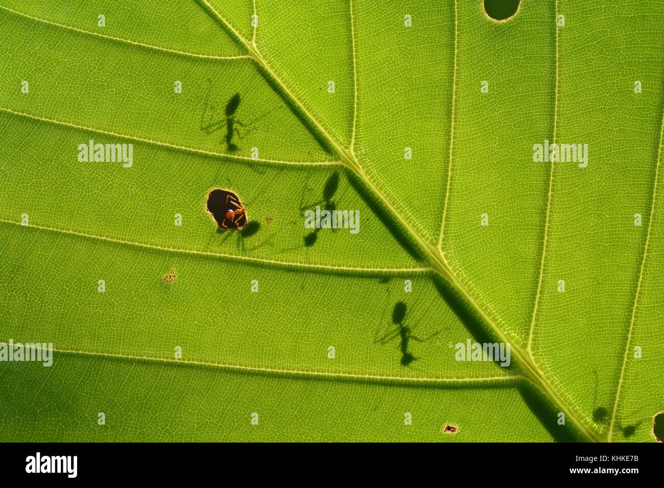 a team of red weaver ants silhouetted on a leaf, Borneo Stock Photo