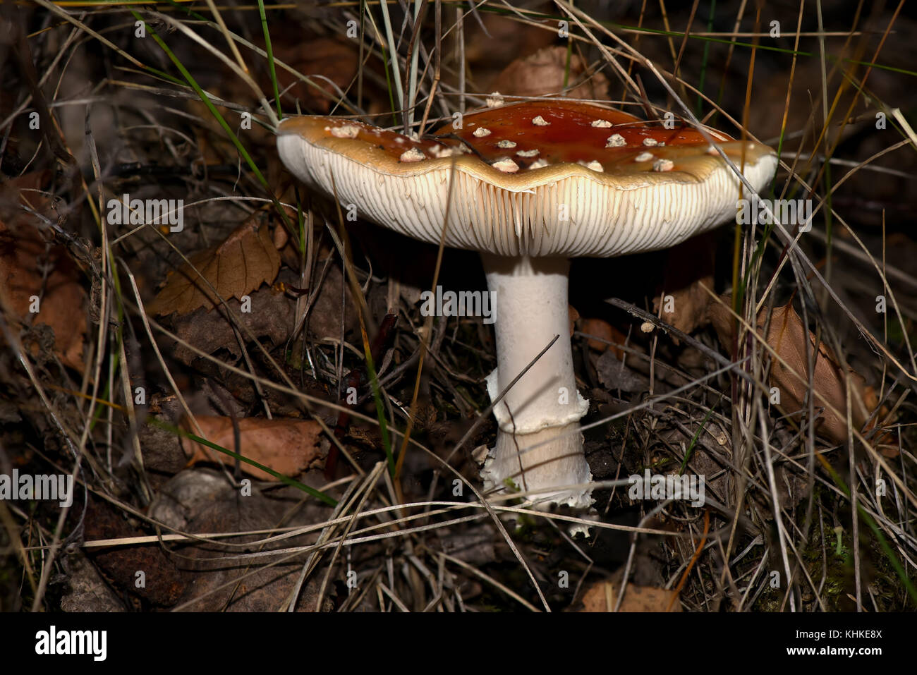 Beautiful mushroom amanita with a red hat and white speckled growing in the grass in the forest Stock Photo