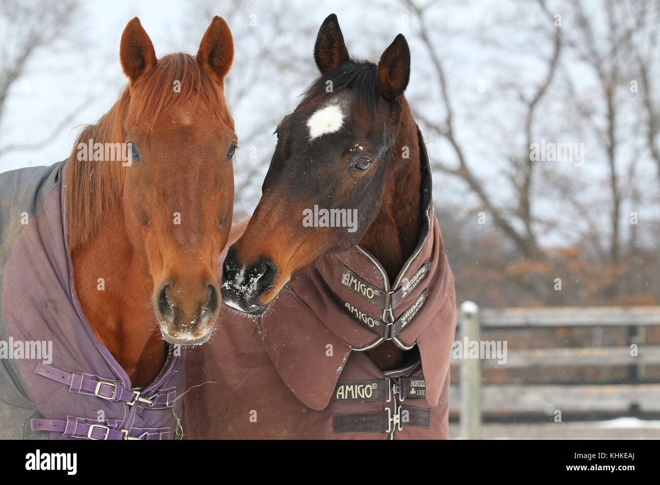 Thoroughbreds in the snow  Michigan Stock Photo