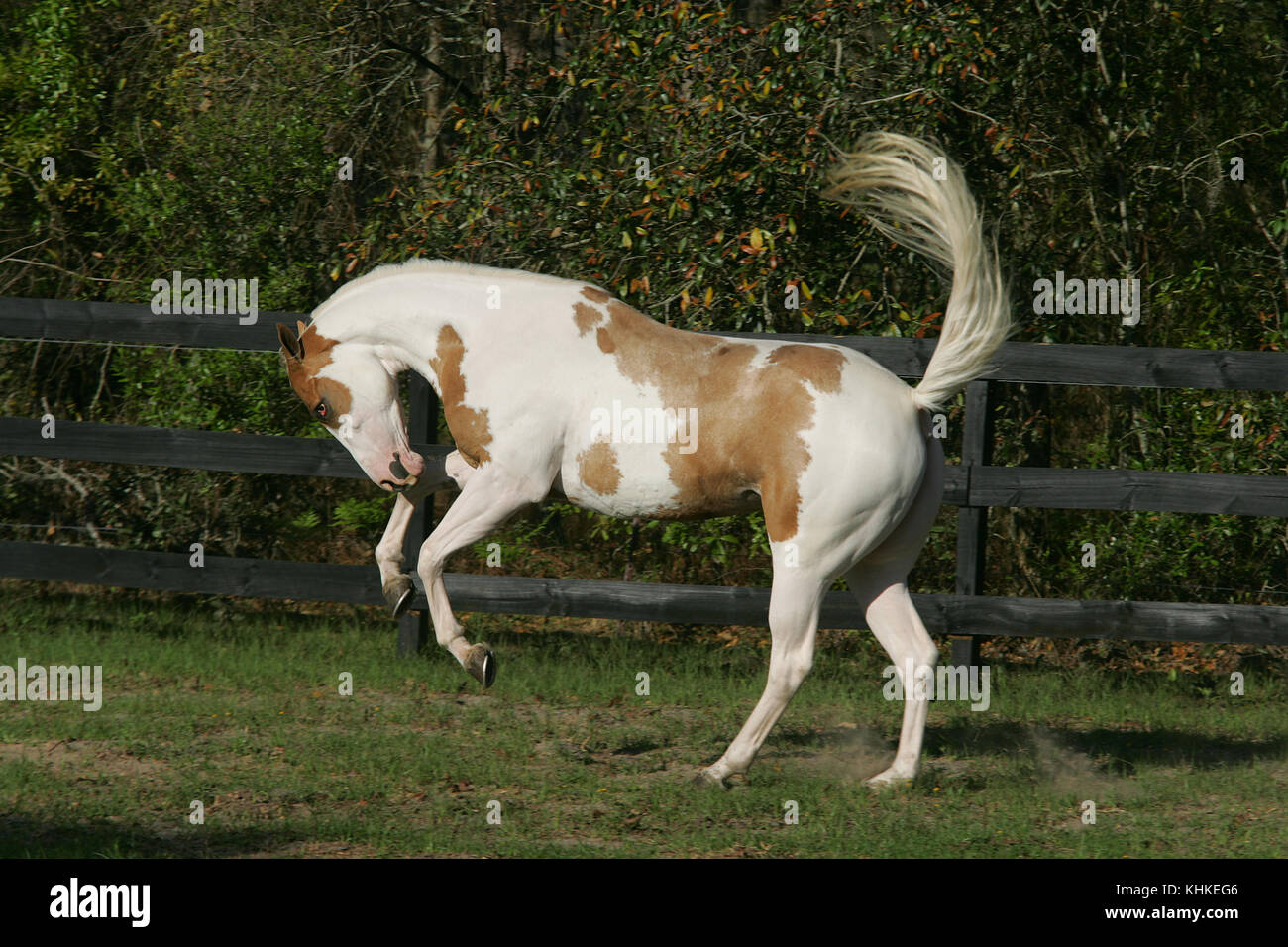 Bucking Paint Horse Florida Stock Photo Alamy
