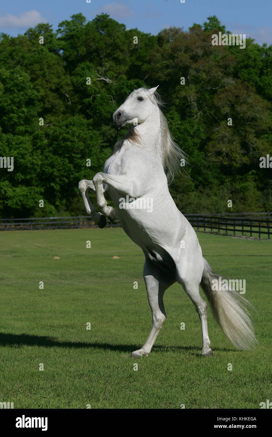 Rearing Andalucian Stallion  Florida Stock Photo