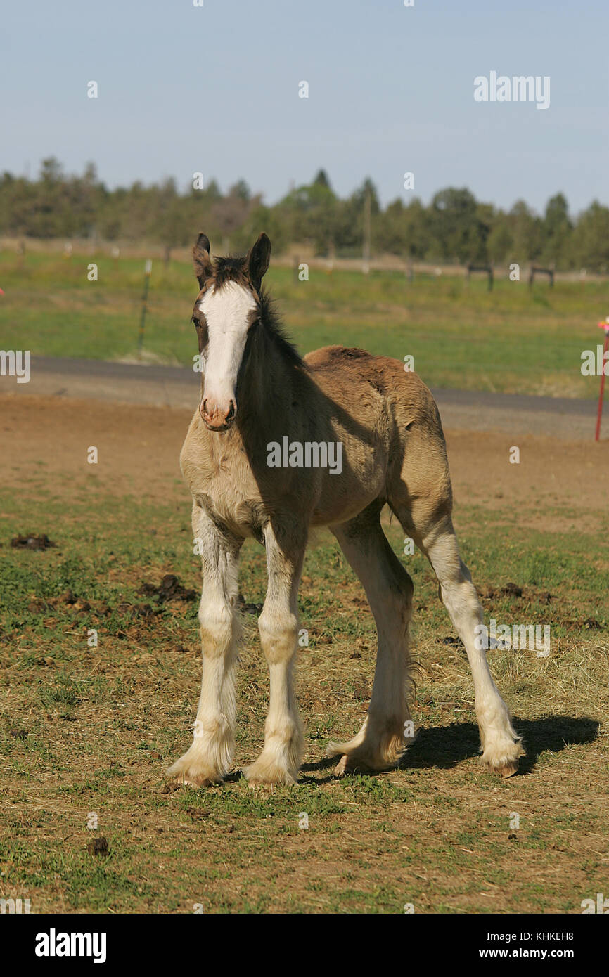 Clydesdale Foal Oregon Stock Photo Alamy