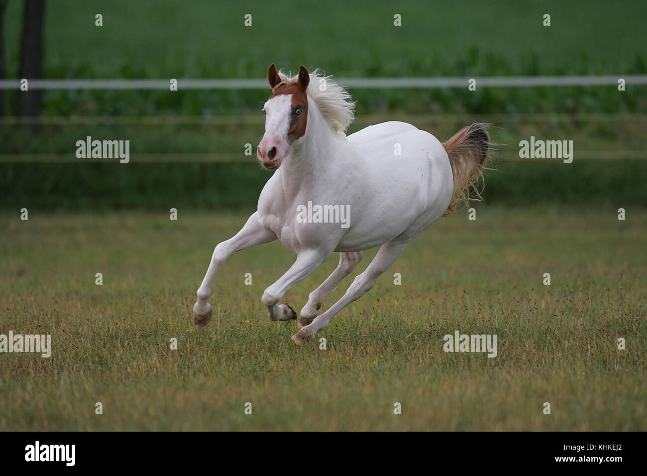 Paint pony hi-res stock photography and images - Alamy