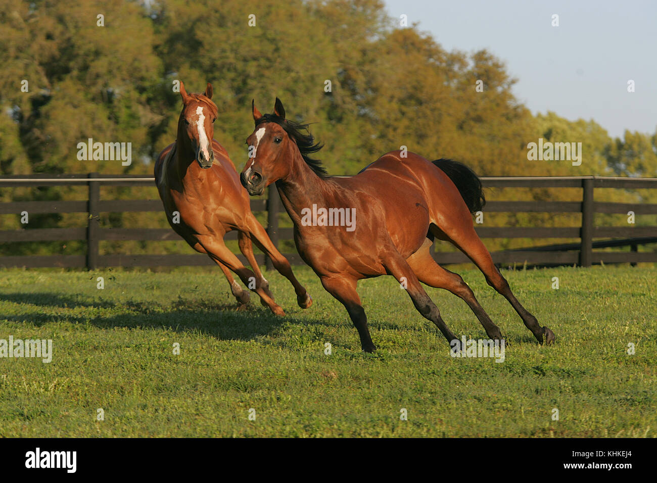 Quarter Horses Running Stock Photo Alamy
