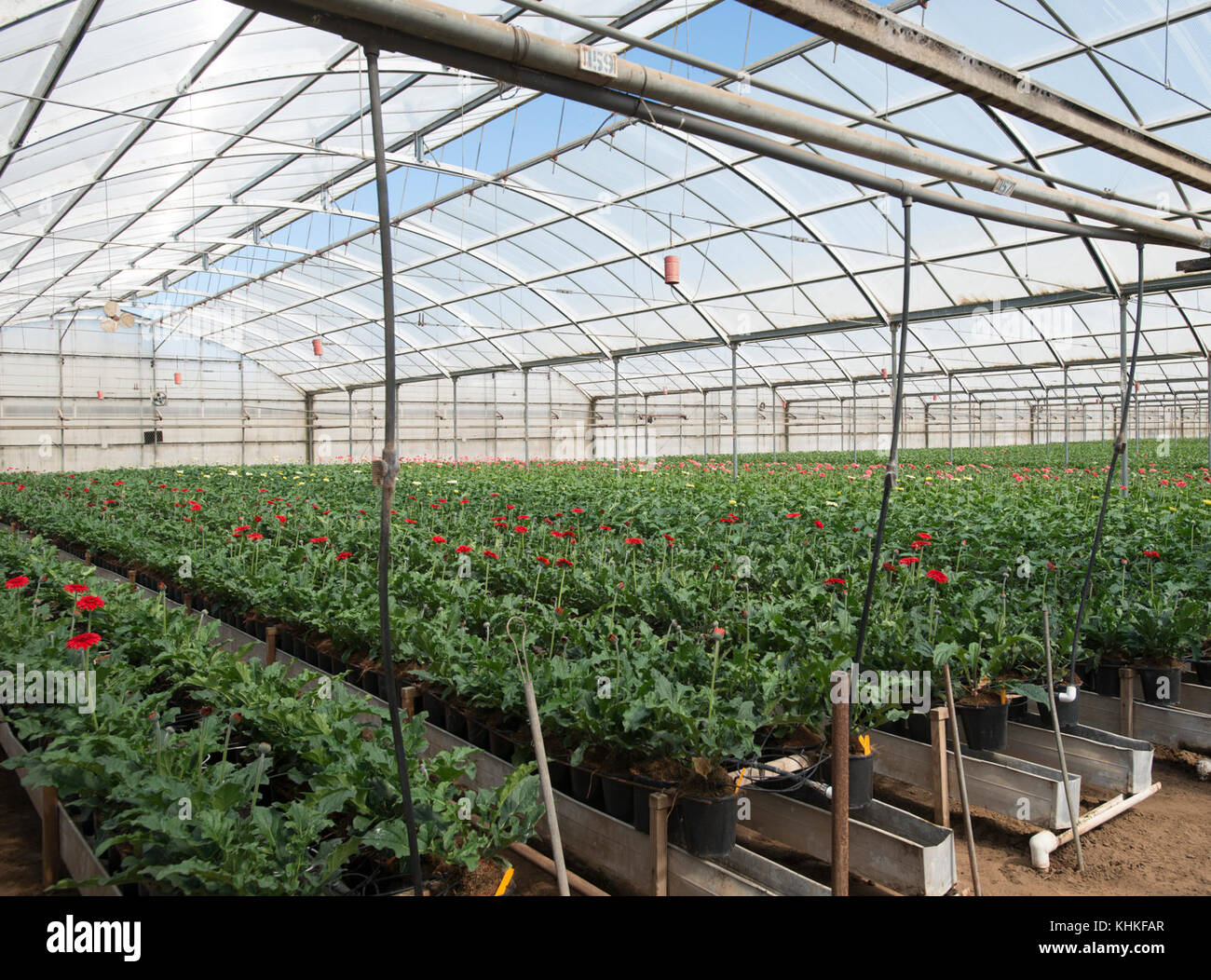 Kitayama Brothers, Inc. (KBI) hydroponic greenhouses with micro