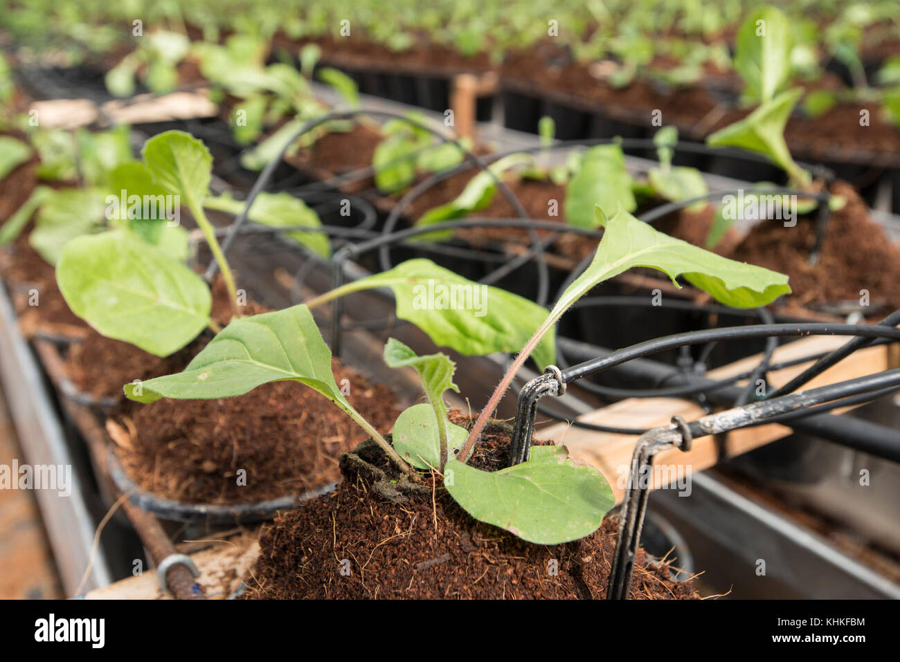 Kitayama Brothers, Inc.(KBI) hydroponic greenhouses with micro