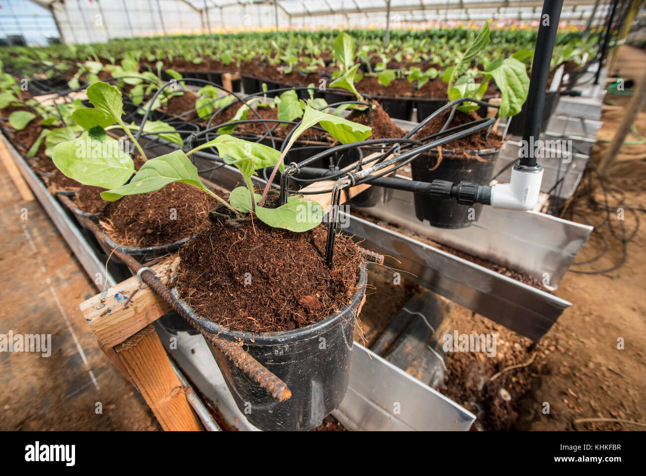 Kitayama Brothers, Inc. (KBI) hydroponic greenhouses with micro