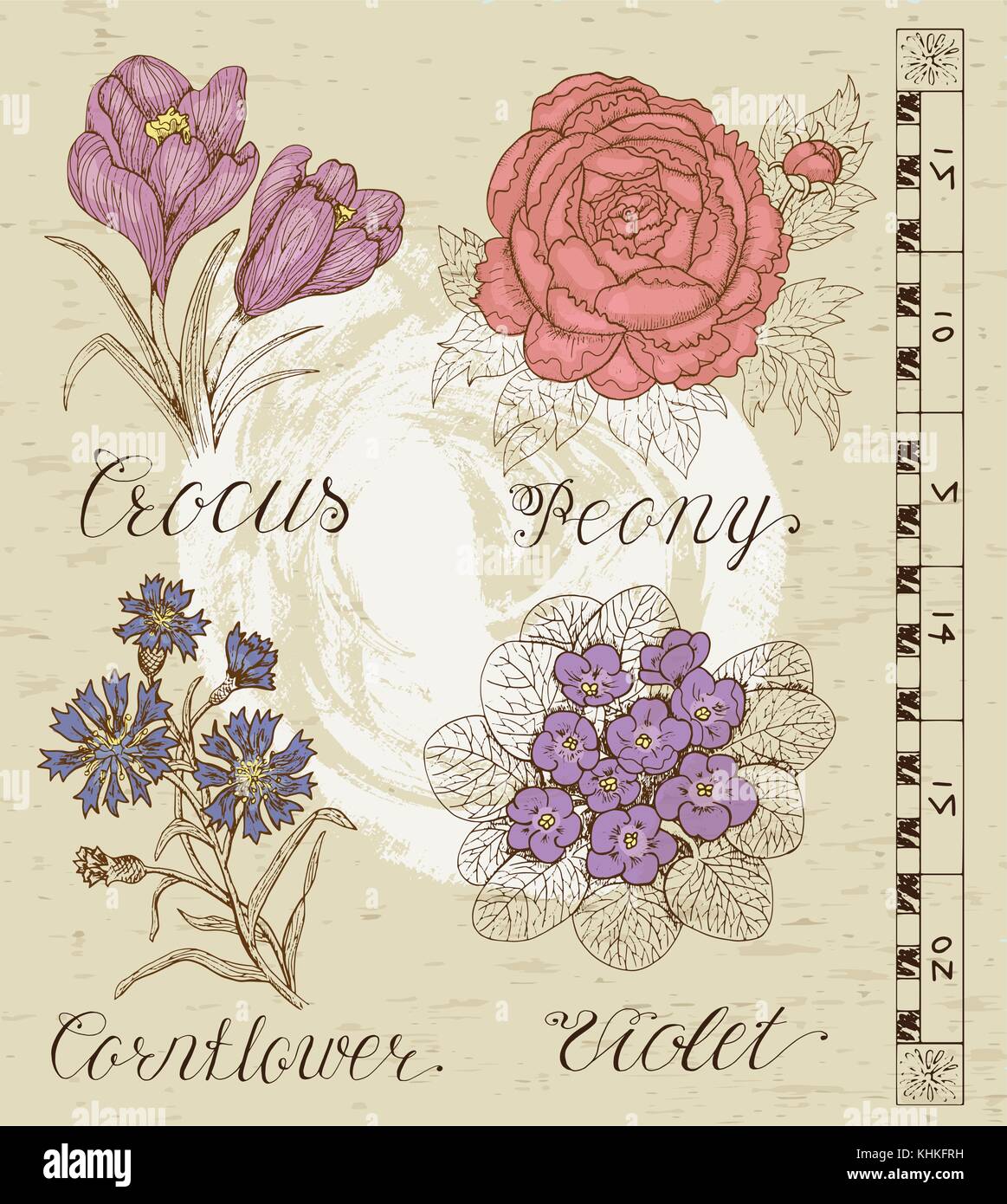 Violet flower spring line Stock Vector Images - Alamy