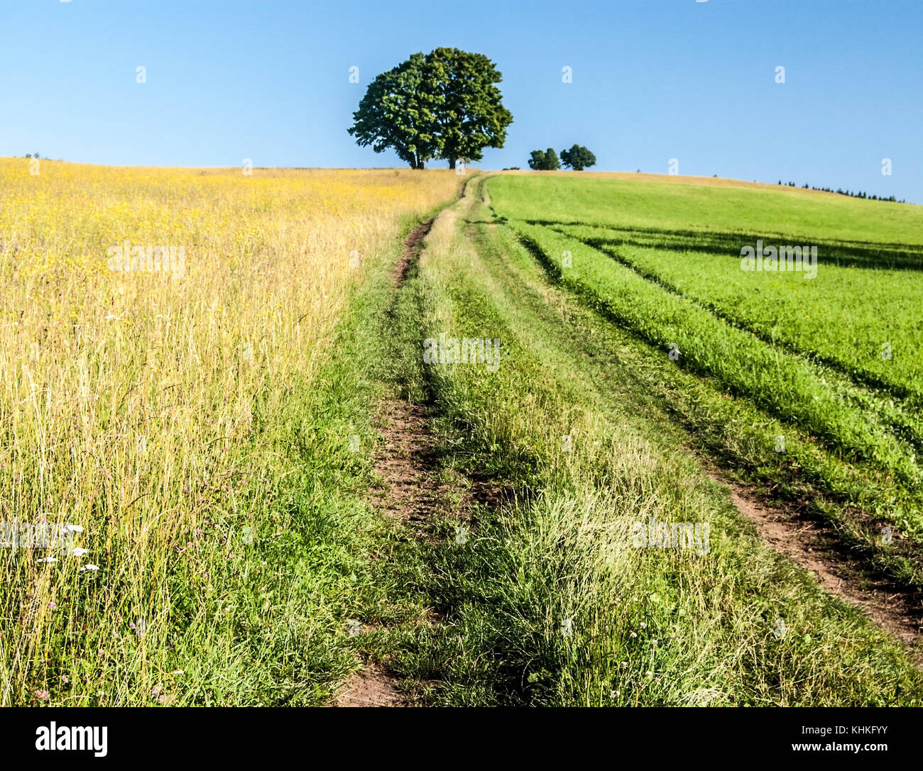 meadow with isolated trees, pathway and clear sky above Prostredni Lipka village near Kraliky city in Kralicky Sneznik mountains in Czech republic Stock Photo