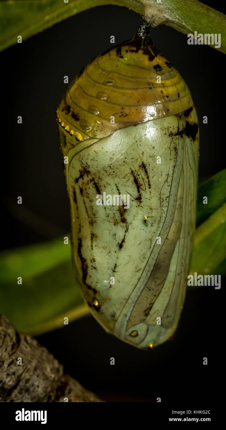 Pupa of Monarch Butterfly hanging from leaf Stock Photo
