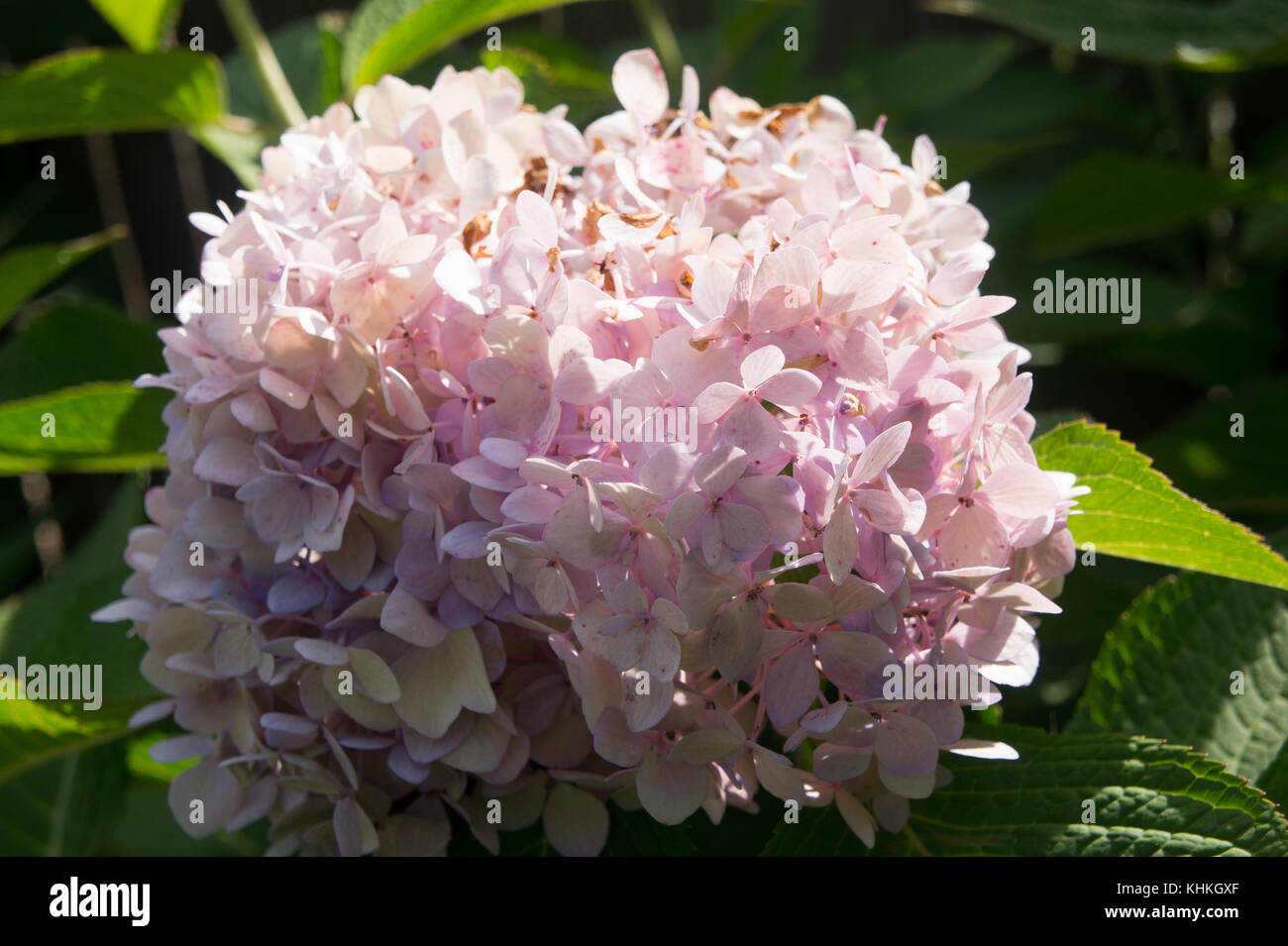 Pink Rhododendron Floret Stock Photo