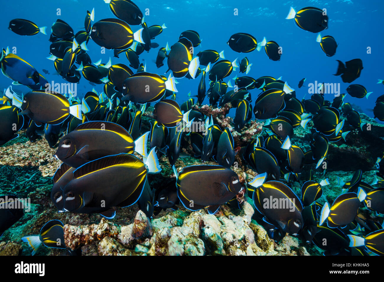 Shoal of Velvet Surgeonfish, Acanthurus nigricans, Christmas Island, Australia Stock Photo