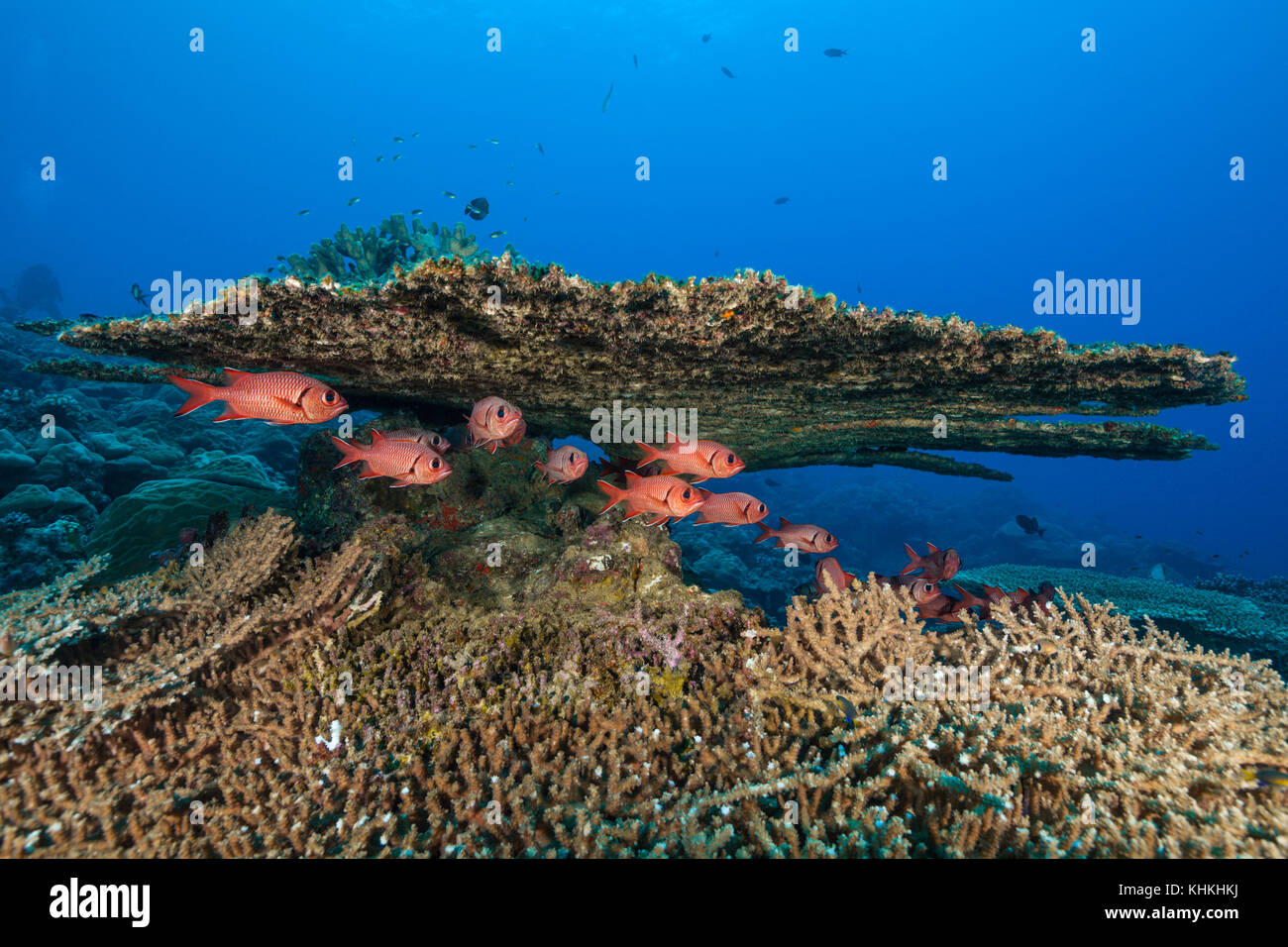 Group Of Soldierfish Under Table Coral Myripristis Murdjan Christmas group-of-soldierfish-under-table-coral-myripristis-murdjan-christmas