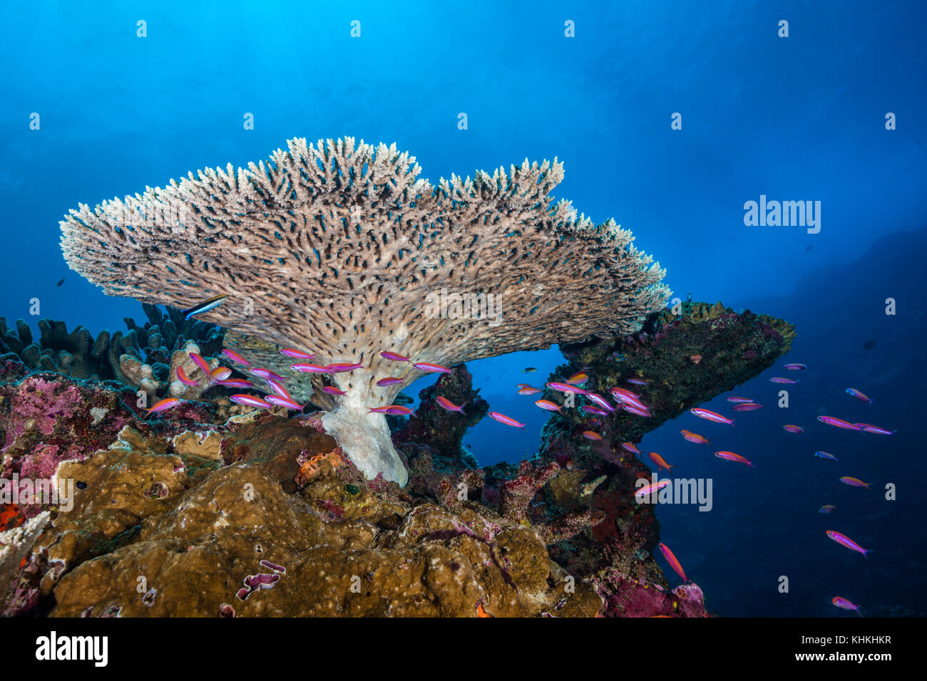 Whitleys Slender Basslet and Table Coral, Luzonichthys whitleyi, Christmas Island, Australia Stock Photo