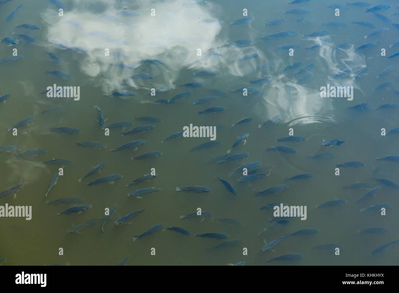 Neon colored fish in the Everglades National Park, Florida, USA ...