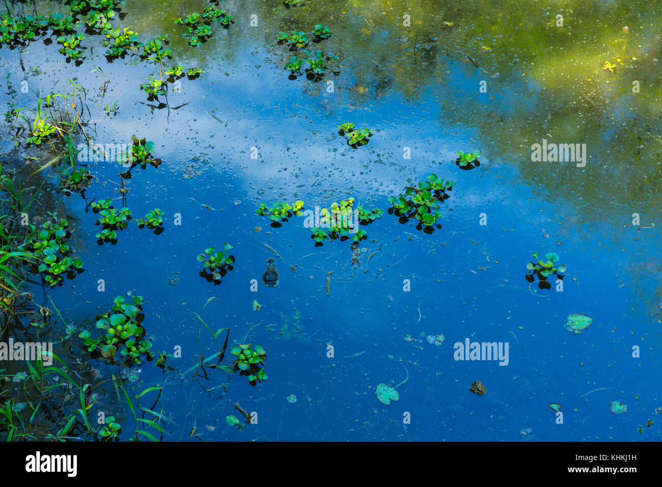 American Alligator, Everglades National Park, Florida, USA, America
