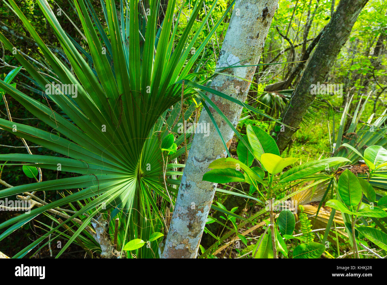 Everglades National Park, Florida, USA, America Stock Photo