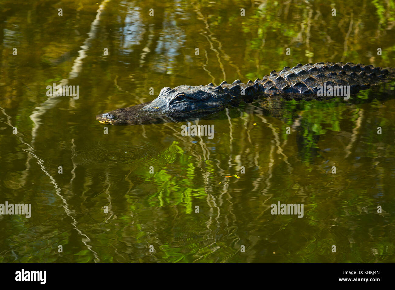 American Alligator, Everglades National Park, Florida, USA, America ...