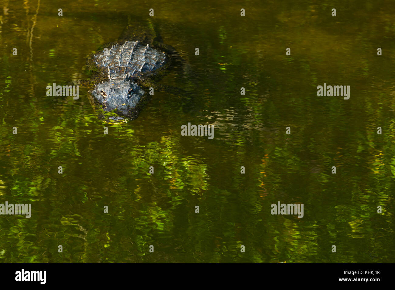 American Alligator, Everglades National Park, Florida, USA, America Stock Photo