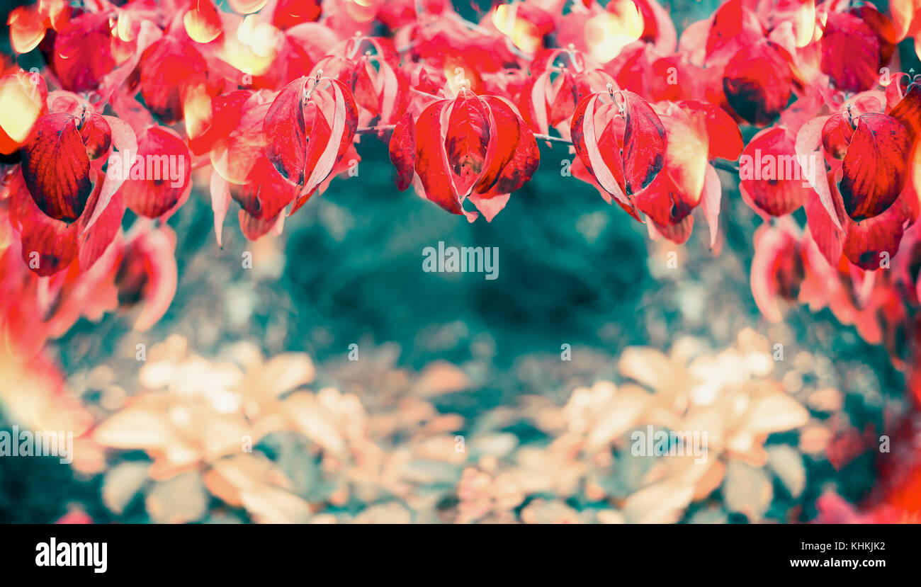 Red Beautiful fall leaves, autumn nature background, banner, border ...