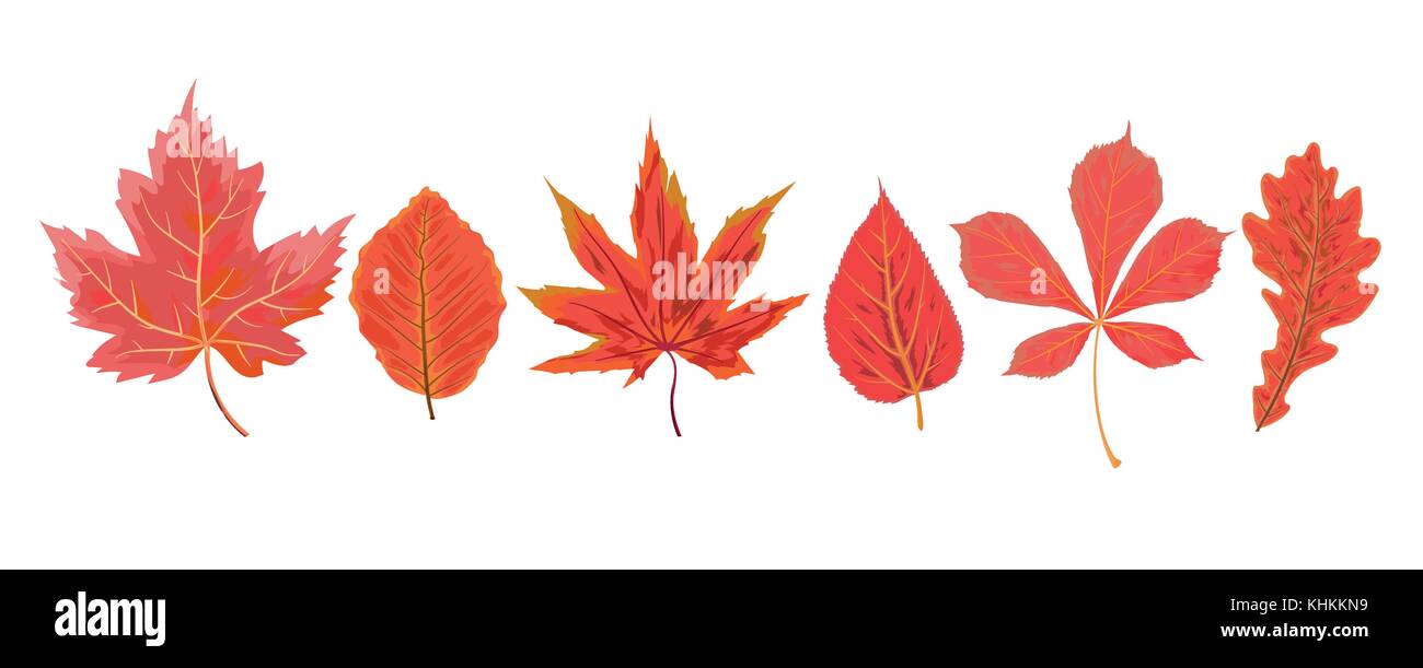 Vector autumn watercolor style seasonal Fall maple cherry chestnut mulberry tree red orange leaves drawn forest leaf. Greeting postcard, banner decora Stock Vector
