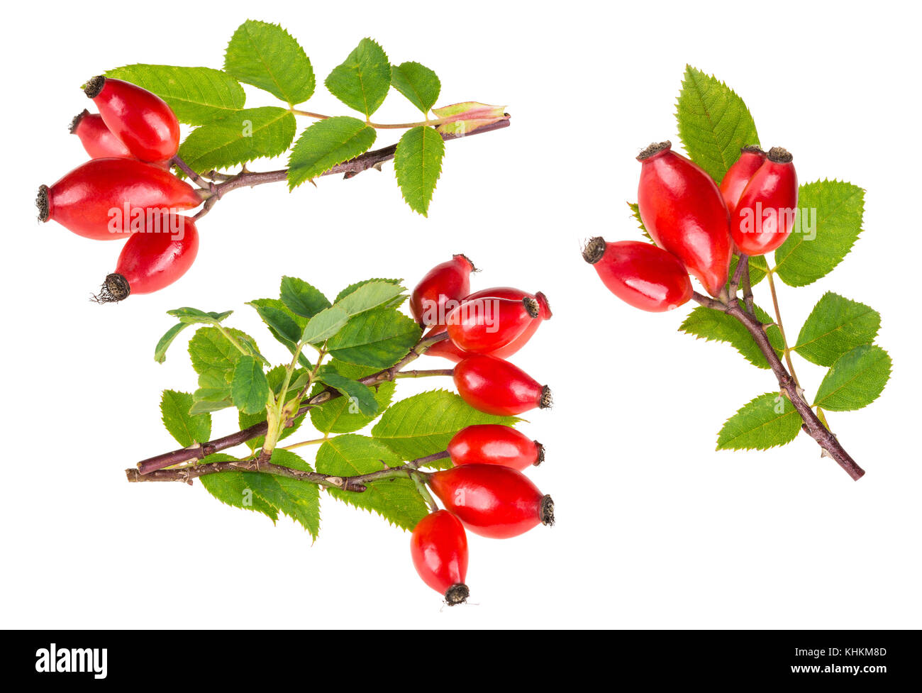 Small branches of wild rose with ripe briar fruits. Rosa canina. Group of decorative red rosehips with green leaves. Isolated on white background. Stock Photo
