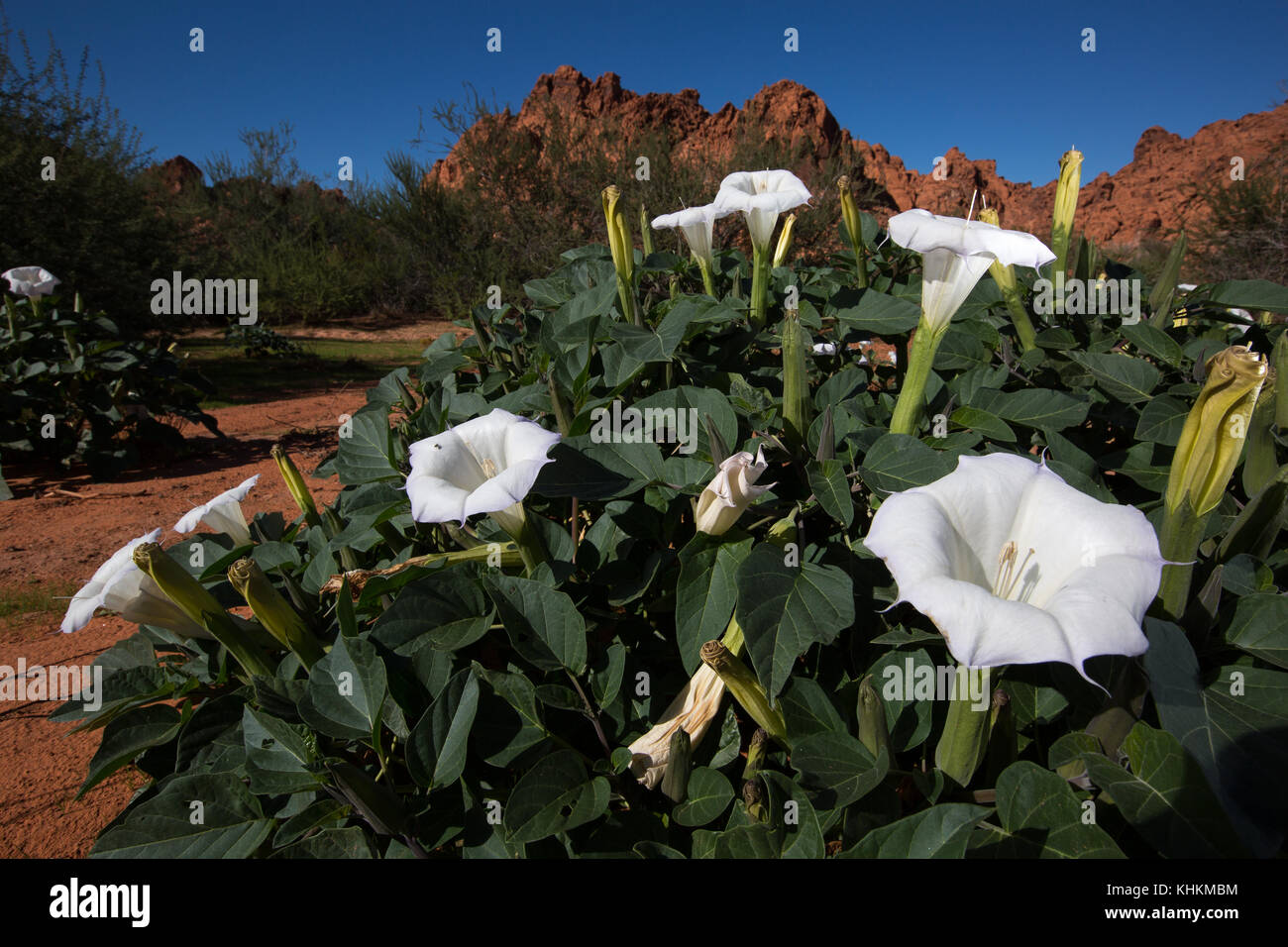 Valley Of Fire Flowers Stock Photos Valley Of Fire Flowers Stock
